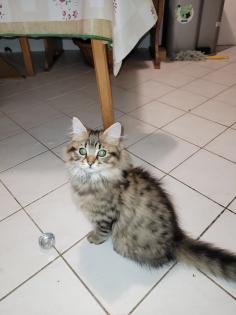 Main coon Mischlinge 4