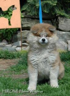 AKITA INU - wunderschöne langhaar Welpen mit Papieren