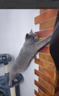 Bkh katze grau liebevoll