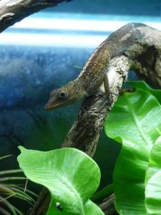 Anolis Oculatus Montanus