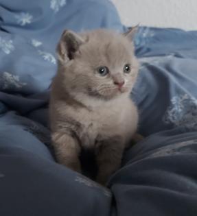 BKH Kitten Kätzchen
