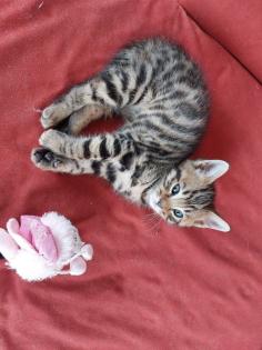 Maine coon/ bengal mix kitten