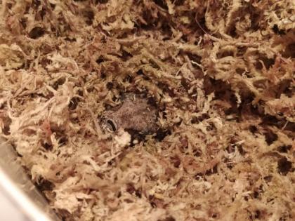 Boa Constrictor Imperator het anery jungle