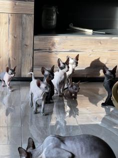 Super süße Can. Sphynx Kitten such ein Zuhause
