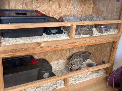 2 Königspythons inkl. Terrarien u. Zubehör abzugeben