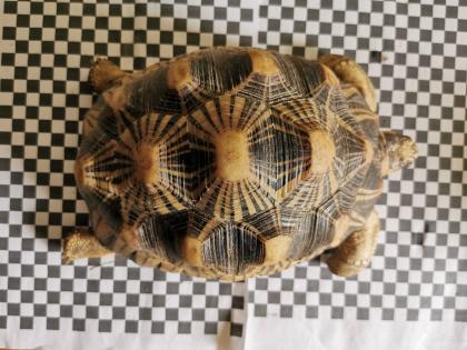 Geochelone Radiata 0. 4 weibchen
