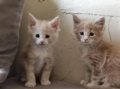 Maine Coon Kitten mit Stammbaum suchen einen neuen Kuschelplatz
