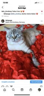 Deckkater BKH Silver tabby Blue Point Blutgruppe B