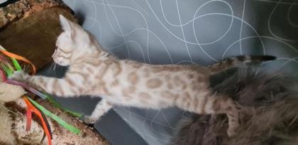 Bengal Kitten snow lynx mink