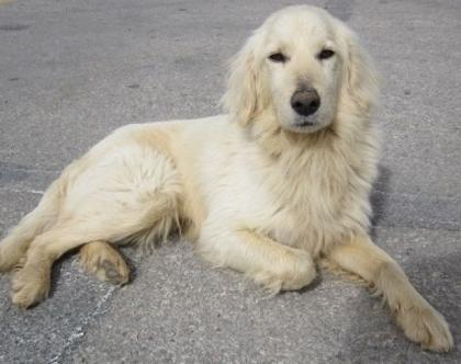 Agelos Agelos heißt Engel und dieser Golden Retriever Mix hat den Namen nich