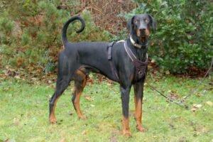 STARSKY - WOHNUNGSRÄUMUNG - ENDPLATZ GESUCHT - Dobermann, männlich, 1 Jahr, 72 cm, 40 kg, Gec