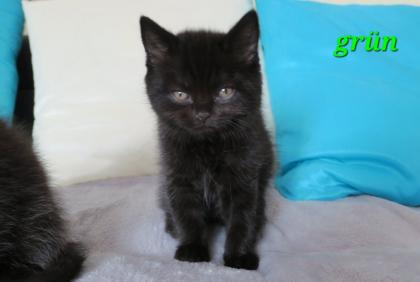 Reinrassige Britisch Kurzhaar BKH Kitten, Vater mit Stammbaum