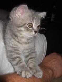 BKH-Katzenbabys