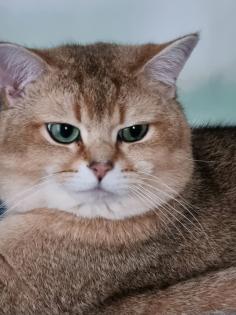 BKH DECKKATER PASCHA