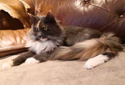 Vyllie - Maine Coon Mädchen mit Stammbaum