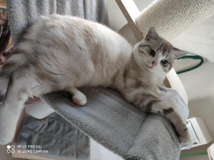 Selkirk Rex Shorthar Deckkater Blutgruppe B
