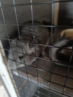 Chinchillas zu verkaufen