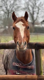 Biete Reitbeteiligung an lieben Pony