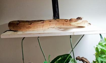 Salmon Kaiserboa, männlich, 1. 70m lang, 2. 5kg schwer, geboren 2021