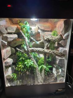 Terrarium und Varanus prasinus männchen