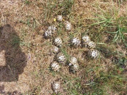 Griechische Landschildkröten Babys, meist weiblich - extrem preisgünstig ab 40 EUR zu verkaufen