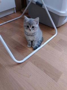 Zuckersüße BKH silver shaded Kater zum Oktober abzugeben