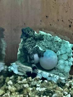 Faltengecko/ Ptychozoon Lionotum