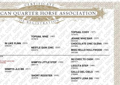 Quarter Horse Hengst IN LIKE FLINN