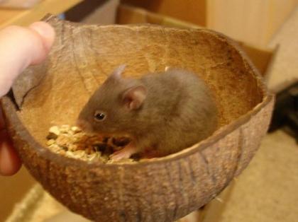 Goldhamster