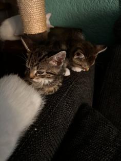 6 kleine Kitten weiß und getigert suchen ein liebevolles zu Hause