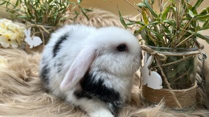 Minilop-Zwergwidder-Mini Lop-Zwergkaninchen-Tierversand möglich