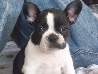 Französische Bulldogg Welpen von der Hohen-Warthe