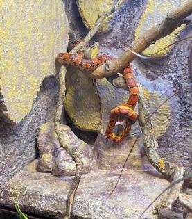 0, 1 Pantherophis guttatus