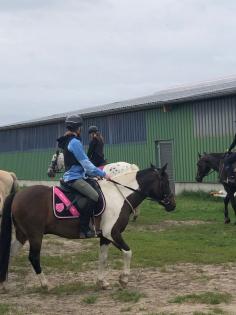 Suche eine Reitbeteiligung/Reiter sucht Pferd