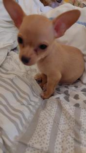 Süßer Chihuahua-Welpe in liebevolle Hände abzugeben -