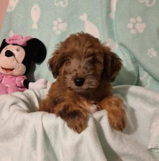Miniature Aussiedoodle Welpen