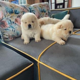 Reinrassige Chow-Chow Welpen mit blauer Zunge Geimpft Gechipt