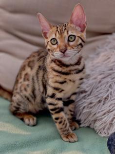 Bengal Baby Kater zu verkaufen