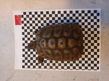 Griechische Landschildkröten abzugeben