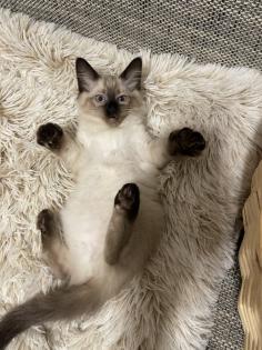 Kitten Siam / Balinese