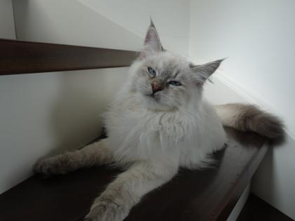 Suche reinrassigen Deckkater mit Papieren, Neva oder Sibirer NEV / SIB