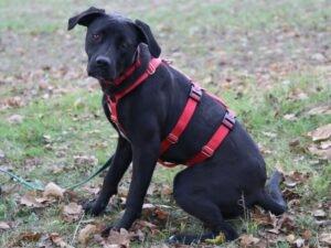 ZORBA - Mischling, weiblich, 10 Monate, 49 cm, 15 kg, Gechipt, Kastriert