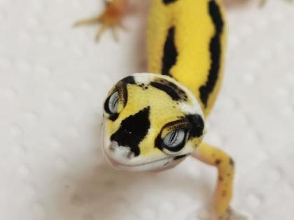 Leopardgecko NZ 2022 Lemon Frost