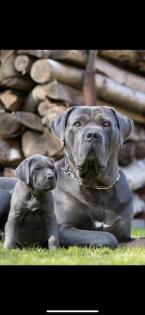 Kräftige Cane C rso Welpen