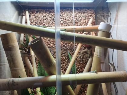 Phelsuma Klemmeri Taggeck mit Terrarium und Technik