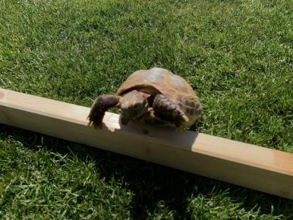 Landschildkröte w 35 Jahre Russisch Horsfildi Vierzehen in liebevolle Hände
