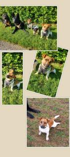 Jack Russel Terrier Welpen