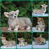 Welsh Corgi Pembroke
