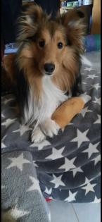Süße Sheltie Welpen suchen einen Platz zum kuscheln