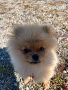 Pomeranian Zwergspitz